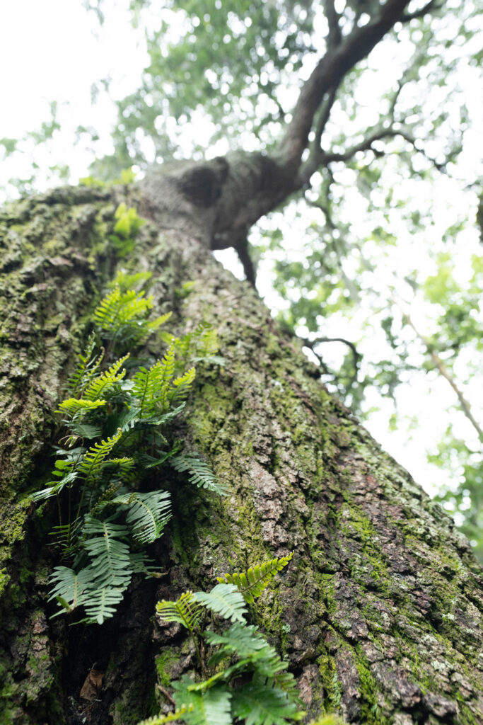 Resurrection ferns in Savannah GA Forsyth Park travel photography